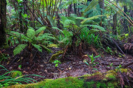 Téléchargez les photos : Plantes dans la belle jungle tropicale verte - en image libre de droit