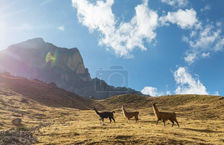 Photo for Llama in remote area of Bolivia - Royalty Free Image
