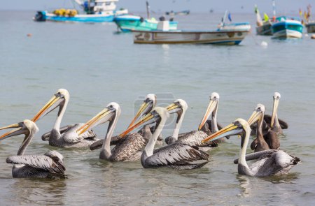 Téléchargez les photos : Pélicans au bord de la mer - en image libre de droit