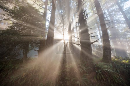 Téléchargez les photos : Rayons de soleil dans la forêt verte d'été - en image libre de droit