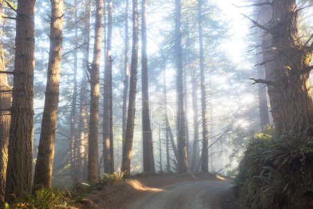 Téléchargez les photos : Rayons de soleil par temps clair dans la forêt verte - en image libre de droit