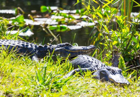 Photo for American Alligator Swimming in Everglades with colorful reflection in water wild nature national park - Royalty Free Image