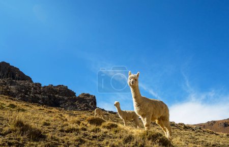 Foto de Alpaca peruana en Los Andes, Perú, América del Sur - Imagen libre de derechos