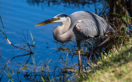 Foto de Garza azul en Everglades NP, Florida. Hermosa vida silvestre animales y aves - Imagen libre de derechos