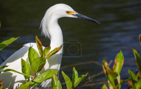 Photo for Snowy egret in Everglades National Park, Florida. - Royalty Free Image