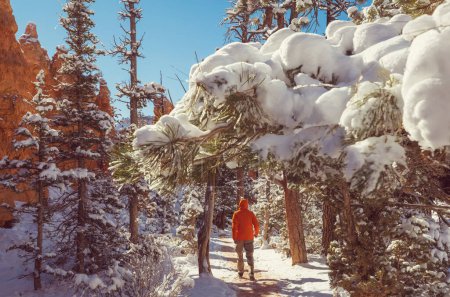 Foto de Caminata en el Parque Nacional Bryce Canyon en temporada de invierno, Utah, EE.UU. - Imagen libre de derechos