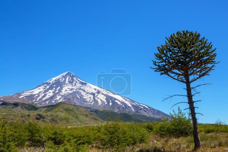 Photo for Unusual Araucaria (Araucaria araucana) trees in Andes mountains, Chile - Royalty Free Image