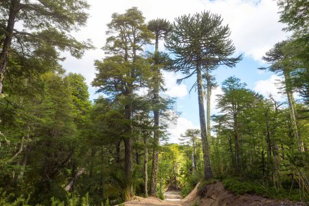 Téléchargez les photos : Araucaria (Araucaria araucana) arbres insolites dans les montagnes des Andes, Chili - en image libre de droit