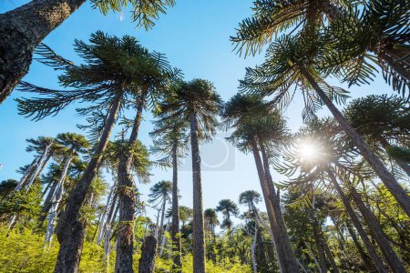 Téléchargez les photos : Araucaria (Araucaria araucana) arbres insolites dans les montagnes des Andes, Chili - en image libre de droit