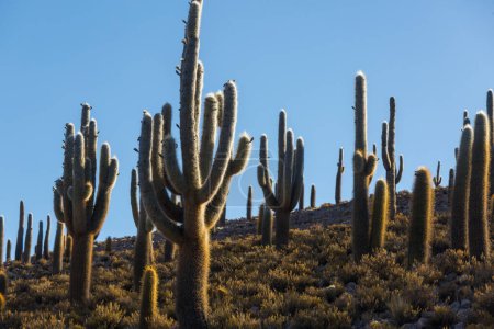 Foto de Bosque de cactus en una montaña al amanecer, Chile, América del Sur - Imagen libre de derechos