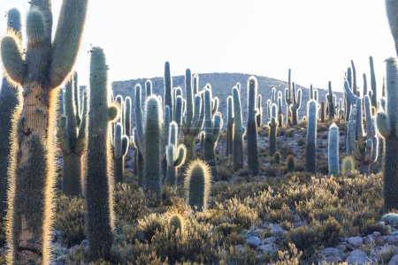 Photo for Cactus forest in a mountains at sunrise, Chile, South America - Royalty Free Image