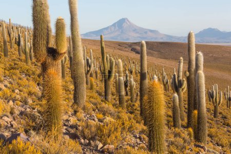 Téléchargez les photos : Forêt de cactus dans une montagne au lever du soleil, Chili, Amérique du Sud - en image libre de droit