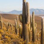 cactus forest in a mountains at sunrise, Chile, South America