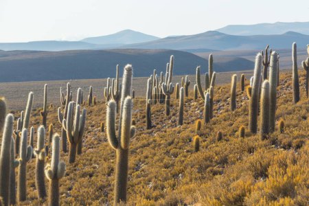 Foto de Bosque de cactus en una montaña al amanecer, Chile, América del Sur - Imagen libre de derechos