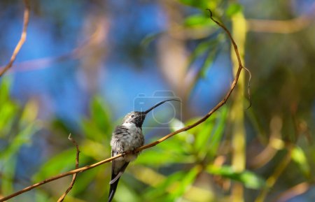 Photo for Colorful Hummingbird in Chile, South America - Royalty Free Image