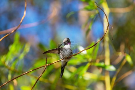 Photo for Colorful Hummingbird in Chile, South America - Royalty Free Image