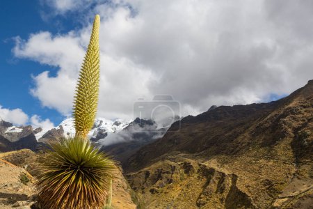 Puya Raimondii Plantas en lo alto de los Andes peruanos, América del Sur.
