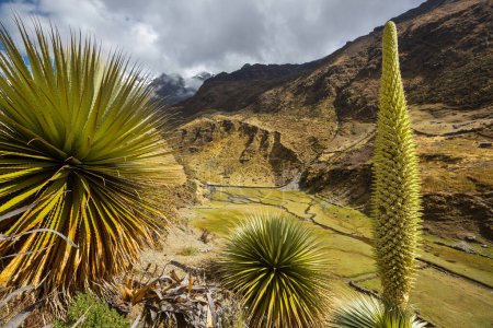 Téléchargez les photos : Puya Raimondii Plantes hautes dans les Andes péruviennes, Amérique du Sud. - en image libre de droit