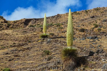 Puya Raimondii Plantes hautes dans les Andes péruviennes, Amérique du Sud.