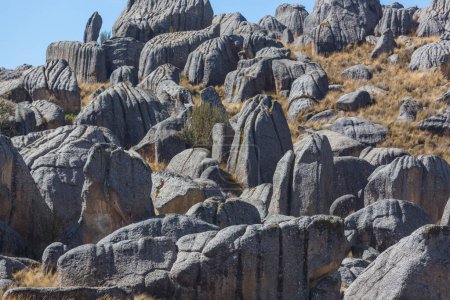 Téléchargez les photos : Forêt de pierre naturelle au Pérou : Huallay in Pasco. - en image libre de droit