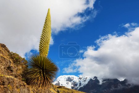 Puya Raimondii Pflanzen hoch oben in den peruanischen Anden, Südamerika.