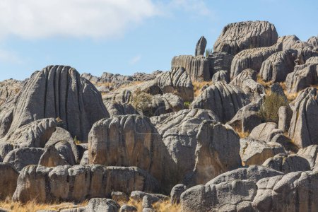 Natural Stone Forest in Peru: Huallay in Pasco.