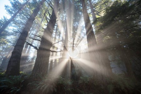 Téléchargez les photos : Rayons ensoleillés dans la forêt au lever du soleil - en image libre de droit