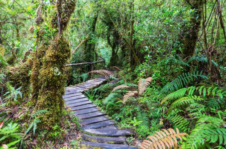 Photo for Pathway  in the green rain forest - Royalty Free Image