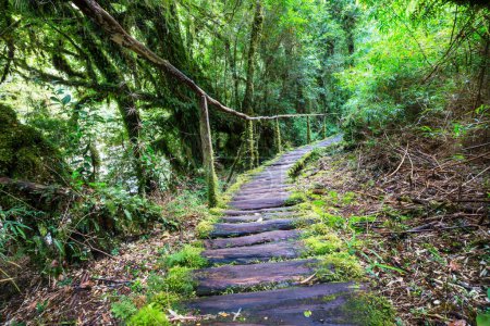 Foto de Camino en el bosque lluvioso verde - Imagen libre de derechos
