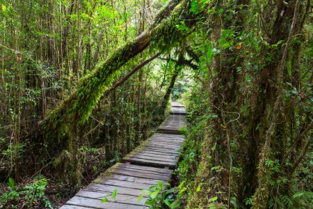 Photo for Pathway  in the green rain forest - Royalty Free Image