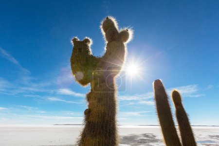 Grand cactus sur l'île d'Incahuasi, Salar de Uyuni, Altiplano, Bolivie. Paysages naturels insolites désert voyage solaire Amérique du Sud