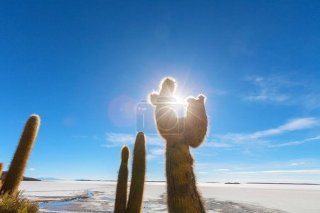 Big cactus on Incahuasi island, salt flat Salar de Uyuni, Altiplano, Bolivia. Unusual natural landscapes deserted solar travel South America