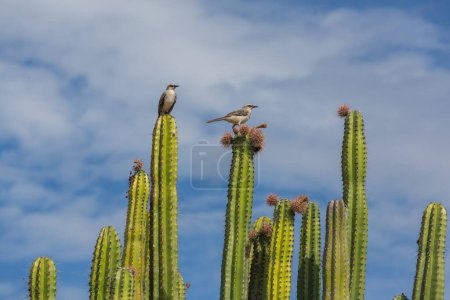 Birds on the cactus in Tatacoa desert, Colombia