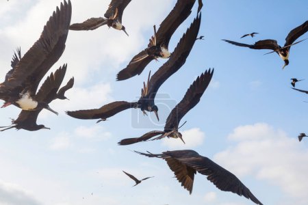 Foto de Fragatas y pelícanos volando en el cielo azul, Ecuador, costa del Pacífico - Imagen libre de derechos
