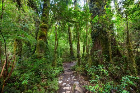 Foto de Fabulosa selva tropical. Árboles cubiertos con gruesa capa de musgo. - Imagen libre de derechos