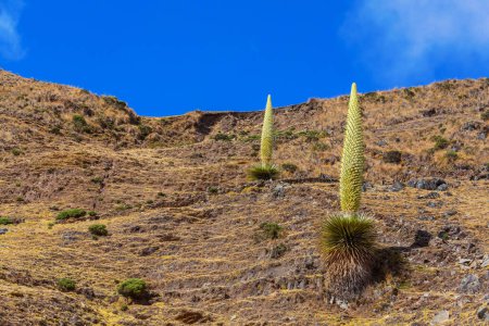 Puya Raimondii Pflanzen hoch oben in den peruanischen Anden, Südamerika.