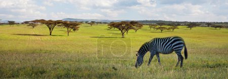 Foto de Cebras de las llanuras africanas en las praderas de sabana marrón seca que navegan y pastan. Fondo safari africano - Imagen libre de derechos