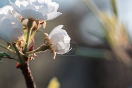 Téléchargez les photos : Arbre en fleurs dans le jardin de printemps. Beau fond naturel de printemps. - en image libre de droit