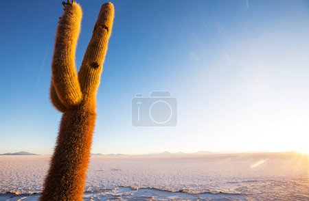 Grand cactus sur l'île d'Incahuasi, Salar de Uyuni, Altiplano, Bolivie. Paysages naturels insolites désert voyage solaire Amérique du Sud