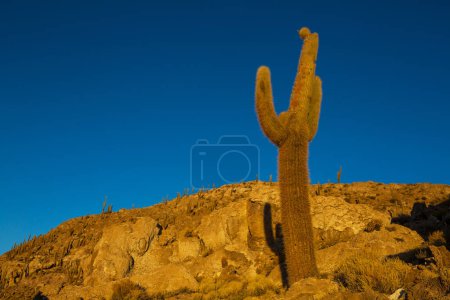 Großer Kaktus auf der Insel Incahuasi, Salar de Uyuni, Altiplano, Bolivien. Ungewöhnliche Naturlandschaften verlassen Solarreisen Südamerika