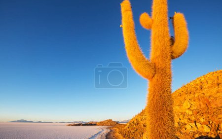 Großer Kaktus auf der Insel Incahuasi, Salar de Uyuni, Altiplano, Bolivien. Ungewöhnliche Naturlandschaften verlassen Solarreisen Südamerika