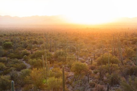 Foto de Campos de cactus en Baja California - Imagen libre de derechos
