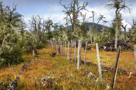 Flechtenbewachsene antarktische Buche (nothofagus sp.) Wälder in der Nähe von Ushuaia, Argentinien