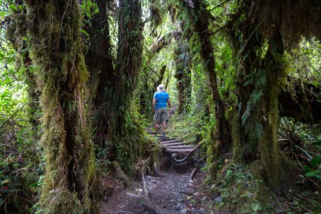 Téléchargez les photos : Hommes en randonnée dans la forêt tropicale de Pumalin Park, Carretera Austral, Chili - en image libre de droit