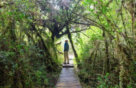 Téléchargez les photos : Homme randonnée baie le sentier dans la forêt.Nature loisirs randonnée Voyage en plein air - en image libre de droit