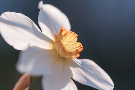 Foto de Flores narcisas en un fondo borroso - Imagen libre de derechos