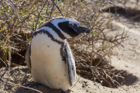 Foto de Pingüino magallánico (Spheniscus magellanicus) en Patagonia, Argentina
. - Imagen libre de derechos