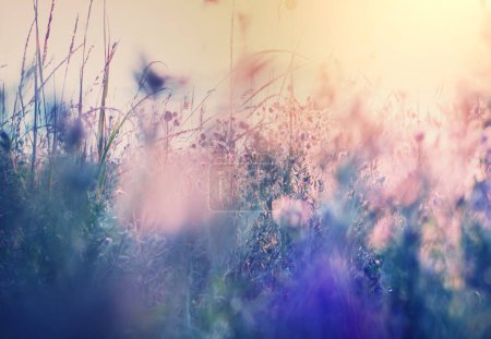 Foto de Día soleado en el prado de flores. Hermoso fondo natural. Plantas silvestres en la naturaleza. - Imagen libre de derechos