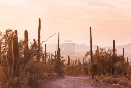 Photo for Cactus field  in a mountains at sunrise, Bolivia, South America - Royalty Free Image