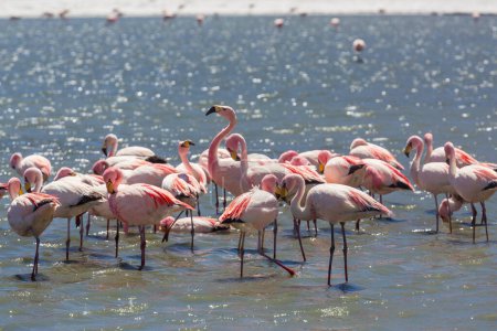 Photo for Flamingo in the lake of Bolivian Altiplano wildlife nature wilderness - Royalty Free Image